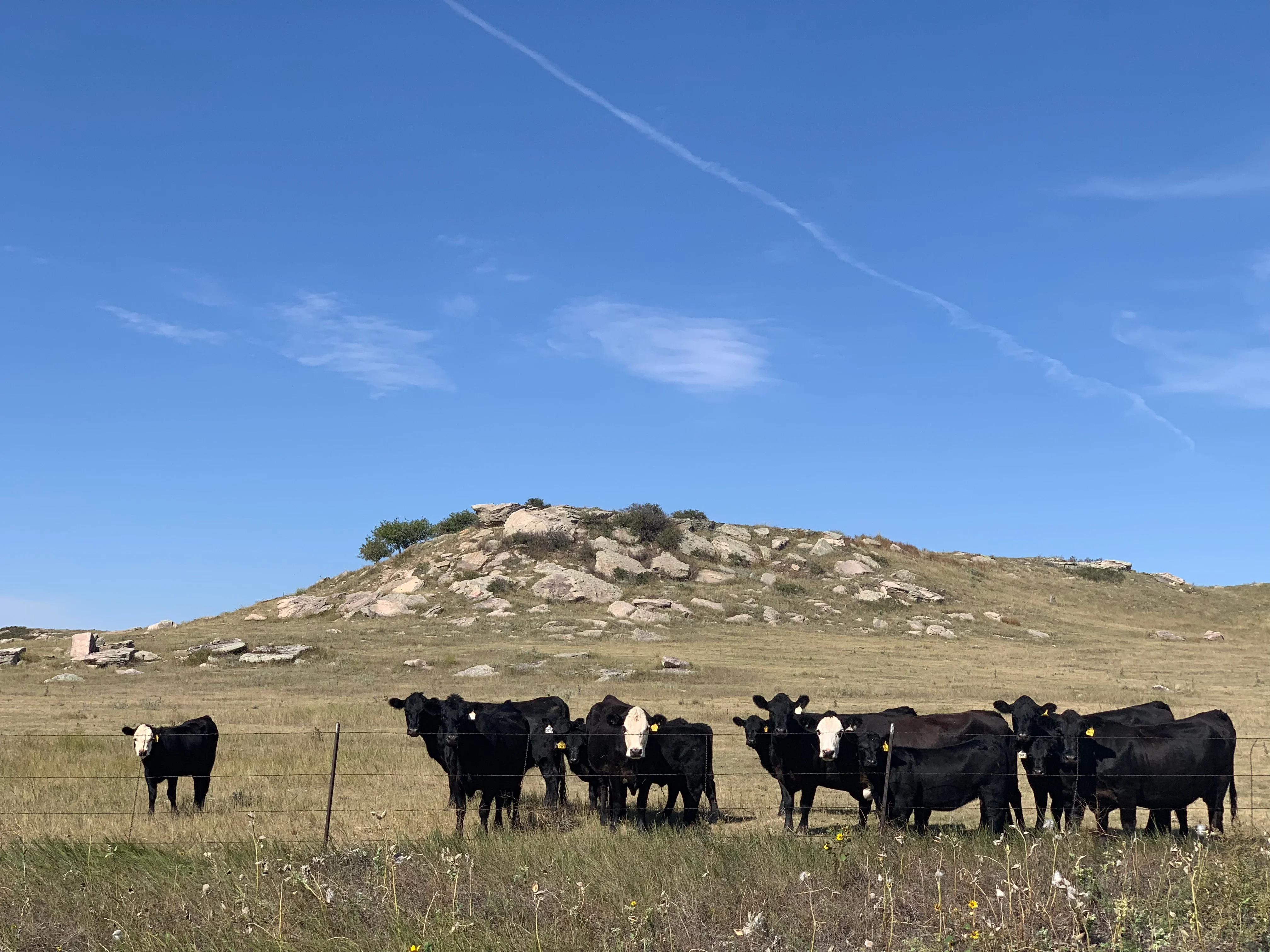 Cows