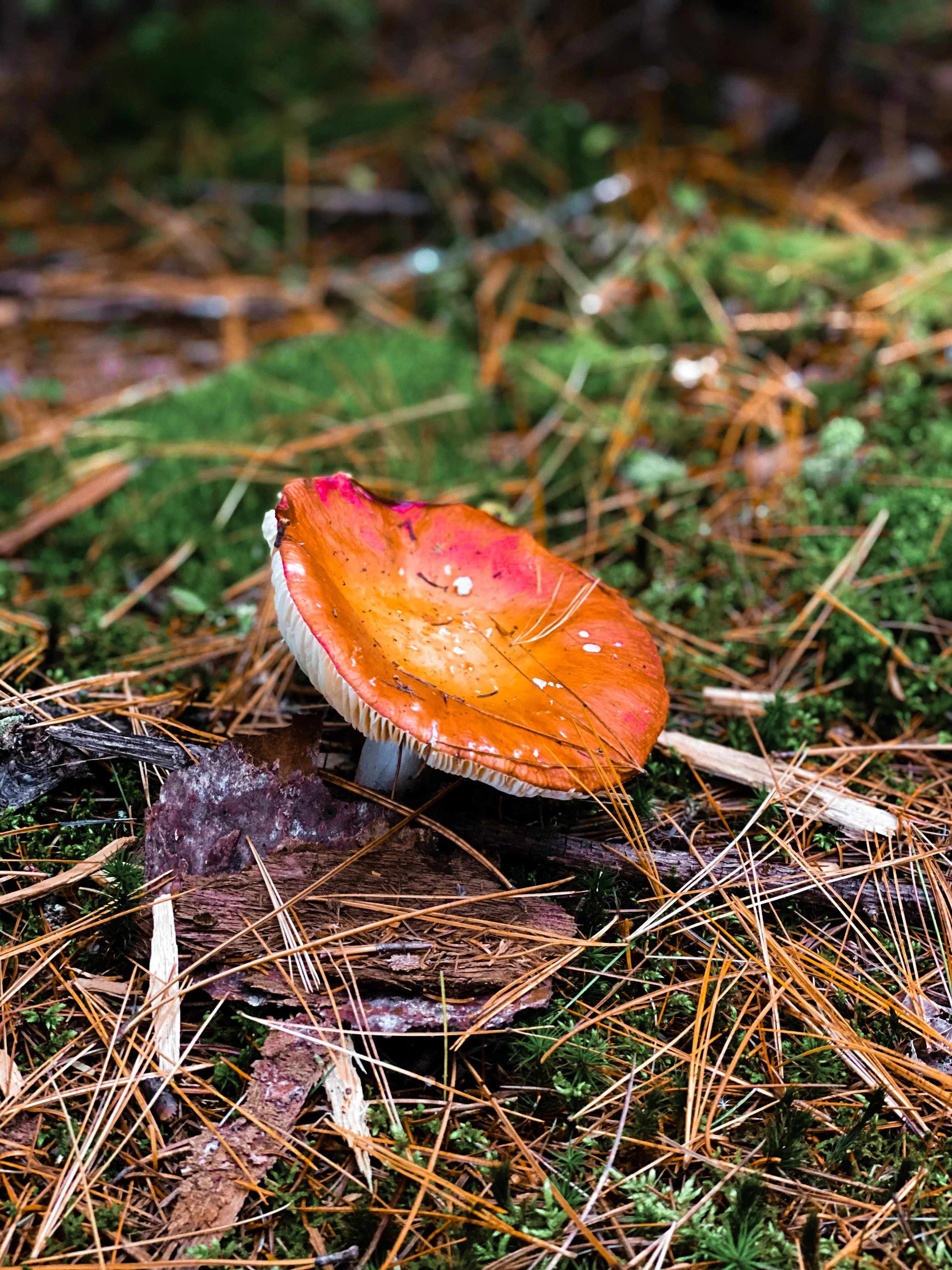 Mushroom