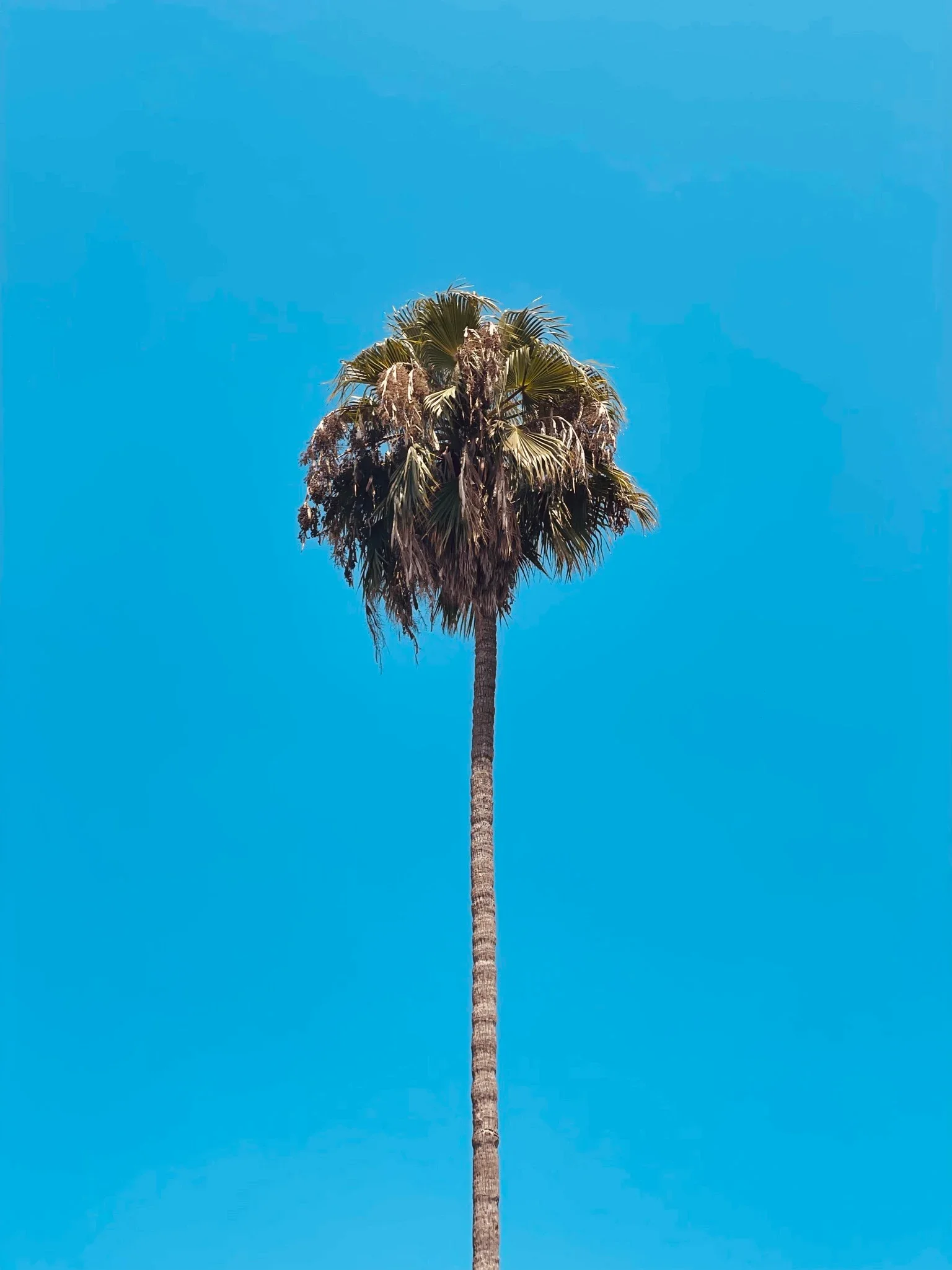 Palm