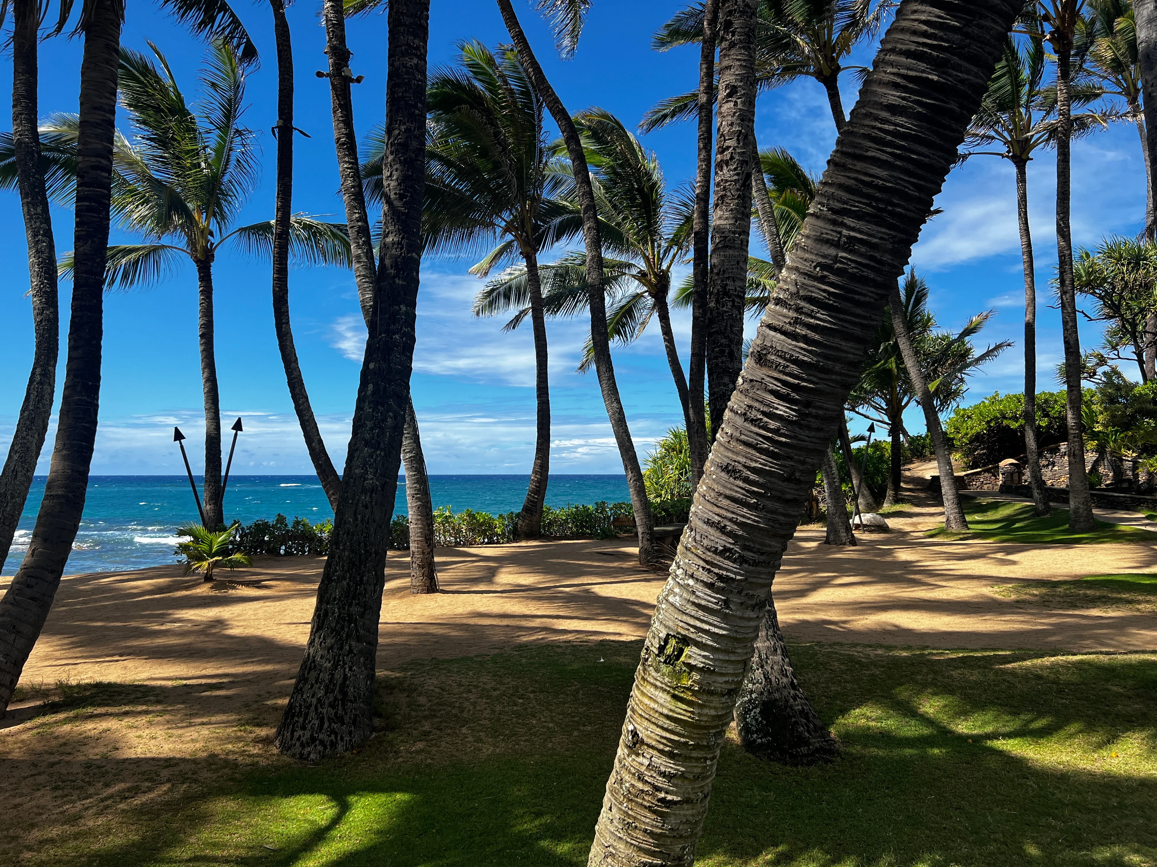 Palms