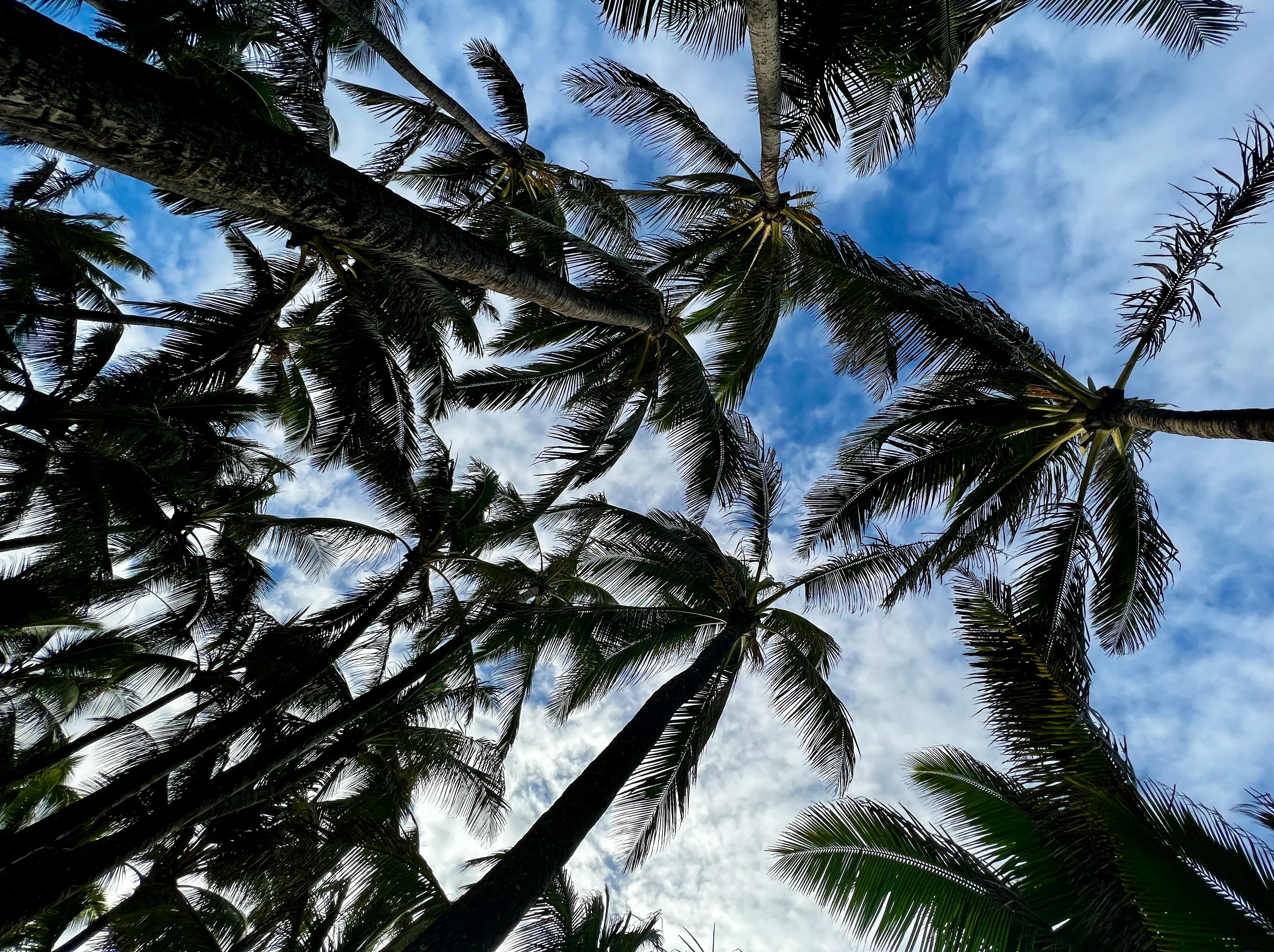 Palmss