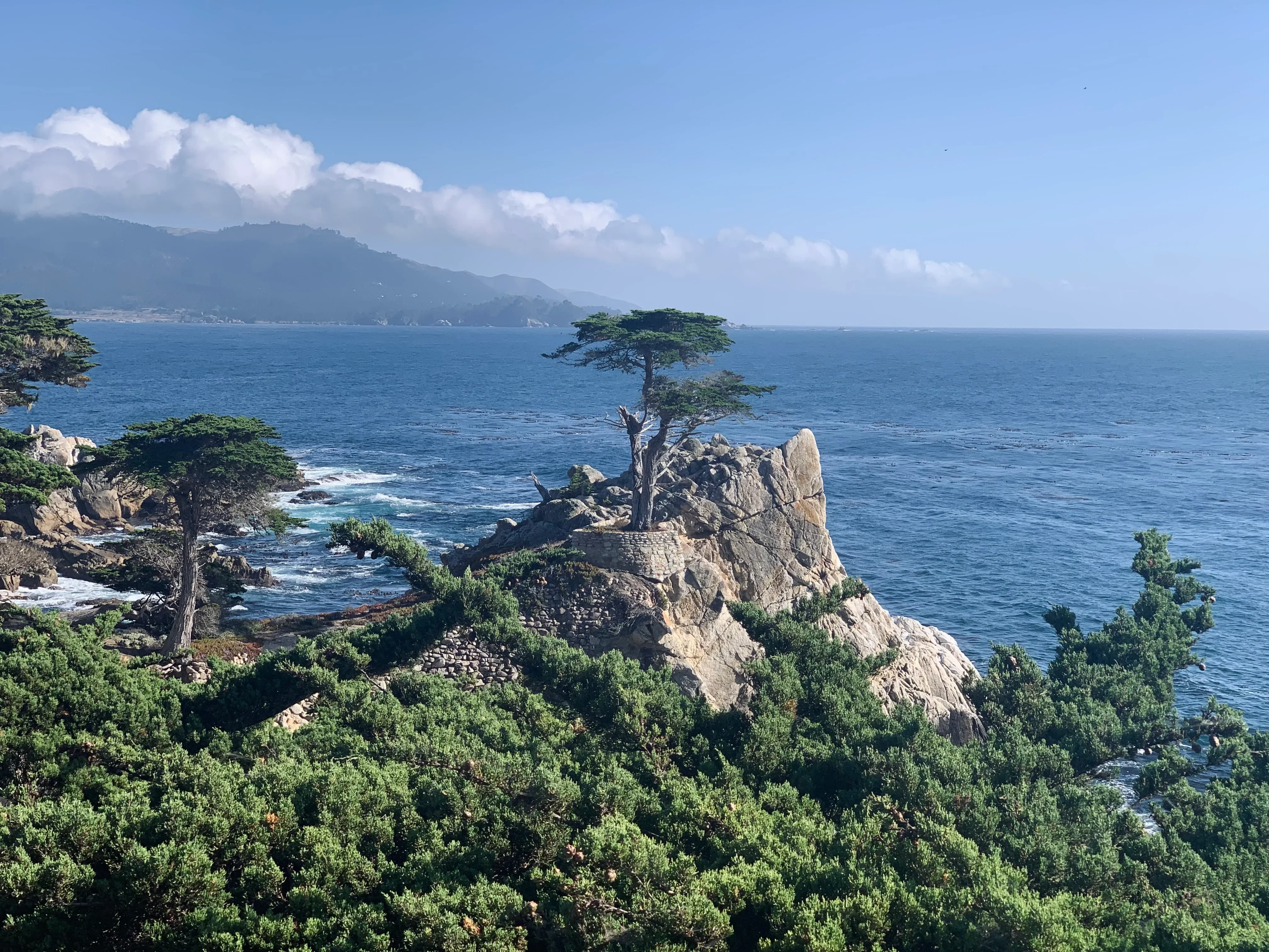 The Lone Cypress