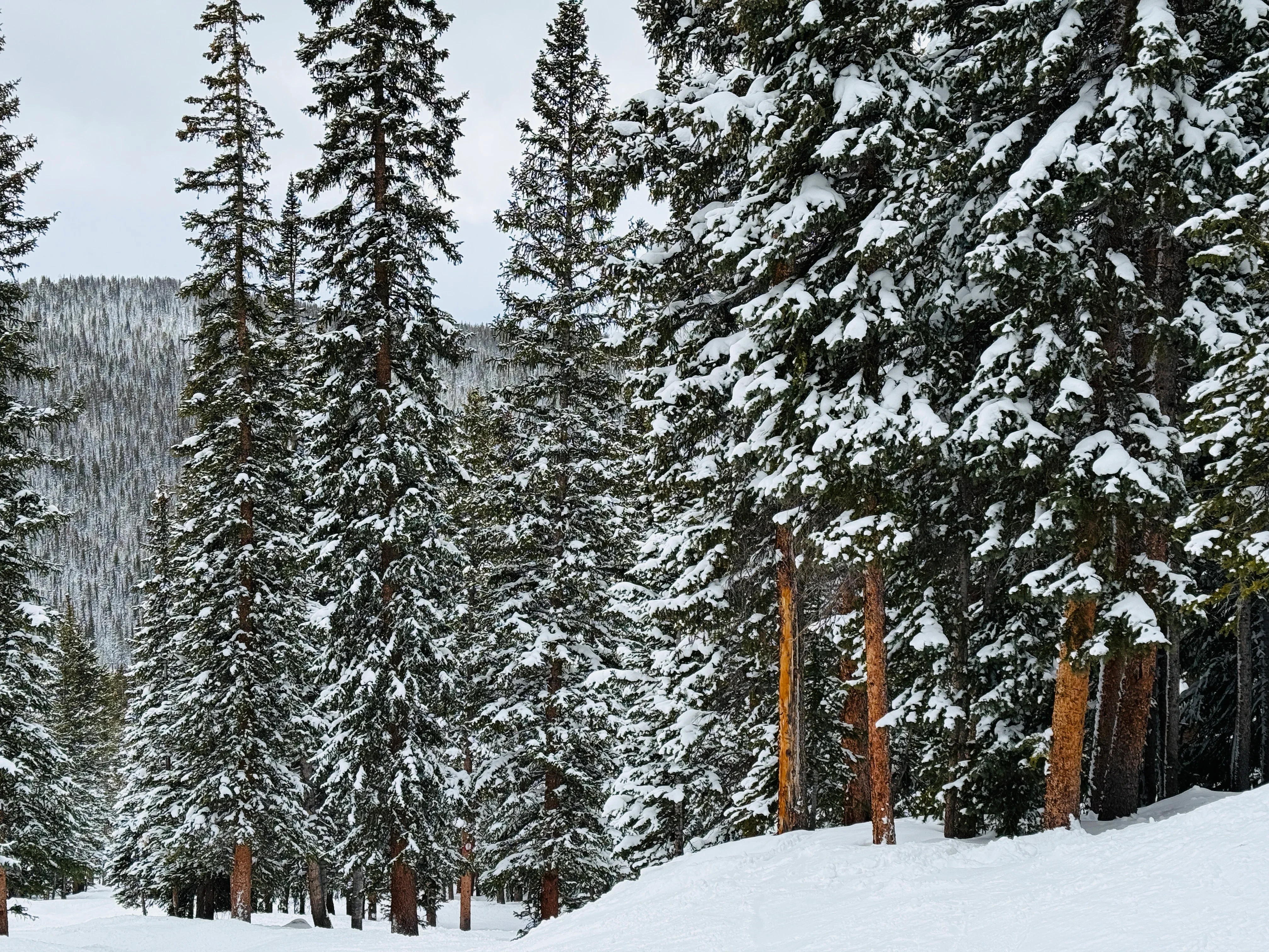 Tree Run